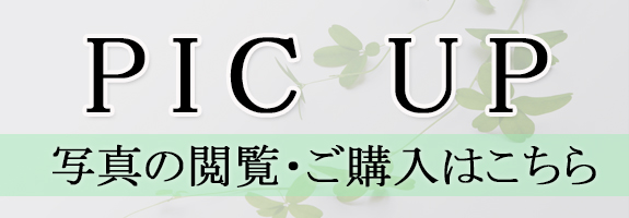 写真のご購入はこちら